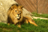 African Lion - Bailey