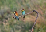 European Bee-eaters