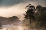 Misty Morning Hop