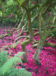Bracken _ FL059