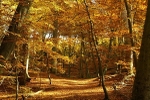 Burnham Beeches, Autumn Landscape