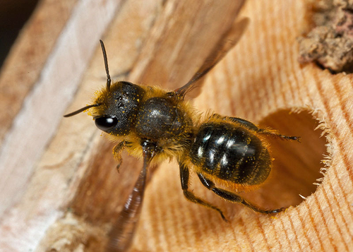 [i]Osmia leaiana[/i] female leaving a hole in my "Bee Hotel". Warwickshire, July 2012.