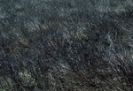 Newly Burnt Heather I