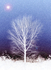 Black Poplar Moon