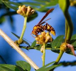 AnimalsCreatures _0001