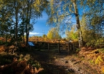 Wharncliffe Heath (14)