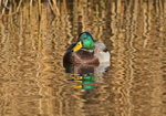 Mallard