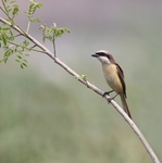 Brown Shrike