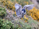 Black-crowned Night-Heron in flight, Carcass Island, Falklands
