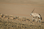 Oryx or Gemsbok (oryx gazella), Namibia