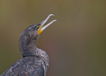 Cormorant - Phalacrocorax carbo