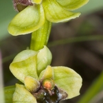 Bumble-bee orchid (Ophrys bombyliflora)