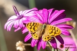 Speckled Wood
