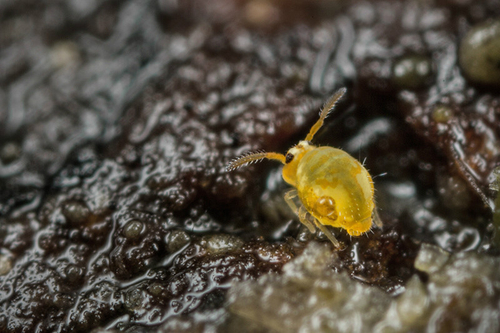 [i]Sminthurinus aureus[/i]. On the underside of a fallen branch. Shropshire, January 2016.