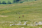 Duddon Short-3
