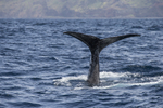 Sperm Whale Fluke, Pico Island, Azores