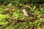 Galapagos Mockingbird portfolio