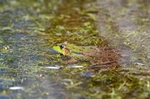 Marsh Frog