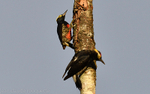 Yellow-tufted Woodpecker