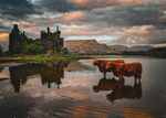 Cows and Castle on a beautiful evening