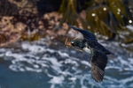 Rock Shag