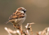 House Sparrow