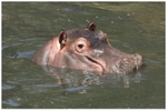Young Hippo