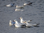 Black-headed Gulls