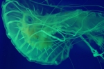 Green Jelly