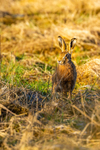 hare Lepus europaeus-4280-2