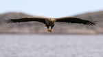 White-tailed Sea-Eagle gliding head-on, Flatanger, Norway