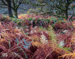 Autumn colour, Snowdonia