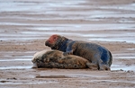 Atlantic Grey Seal