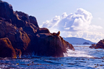 Sea lion - 2831