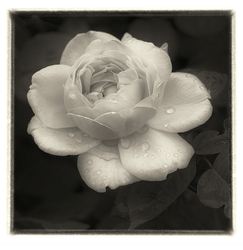 Monochrome portfolio