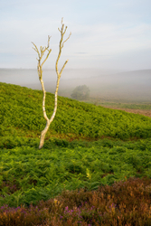 Tones of August - New Forest
