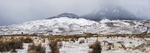Pronghorn near Gardiner, Montana