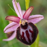 Siponto Ophrys (Ophrys sipontensis) ( syn. O. sphegodes ssp. sipontensis 