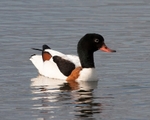 Shelduck portfolio
