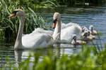 Mute Swans & Cygnets - Broad Water 2020 - No.9