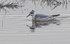 Grey Phalarope