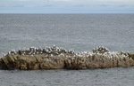Flåget, Ekkerøy, Varanger peninsula, Troms og Finnmark, Norway