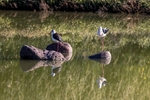 Black Winged Stilts.