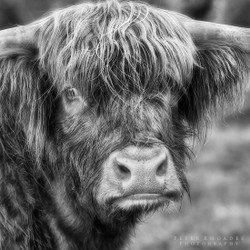 Highland Cow 05