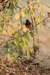 Black Redstart perched in bush, Bandhavgarh, India