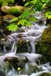 984 Bonchurch stream
