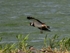 Lapwing