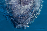 Closeup 3 0A3A1009