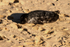 Melanistic Grey Seal Pup