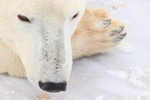 Polar Bear rests on paw close-up, Churchill, Canada
